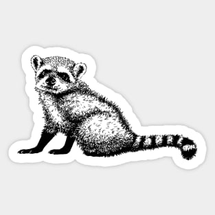 Crab-eating Raccoon Sticker